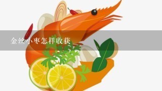 金丝小枣怎样收获