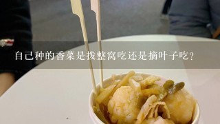 自己种的香菜是拨整窝吃还是摘叶子吃？